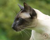 Siamese Cat 9W027D-128